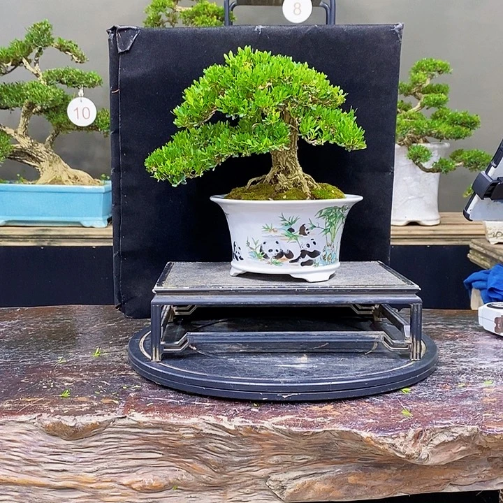无花朵黄杨盆景四季常青