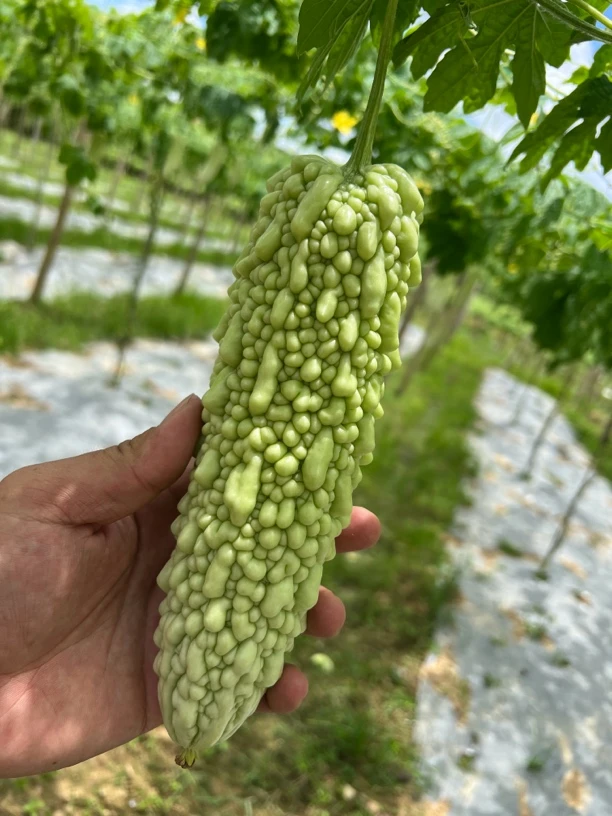 广西桂林露天种植新鲜白玉苦瓜现摘现发当老品种苦瓜现摘现发