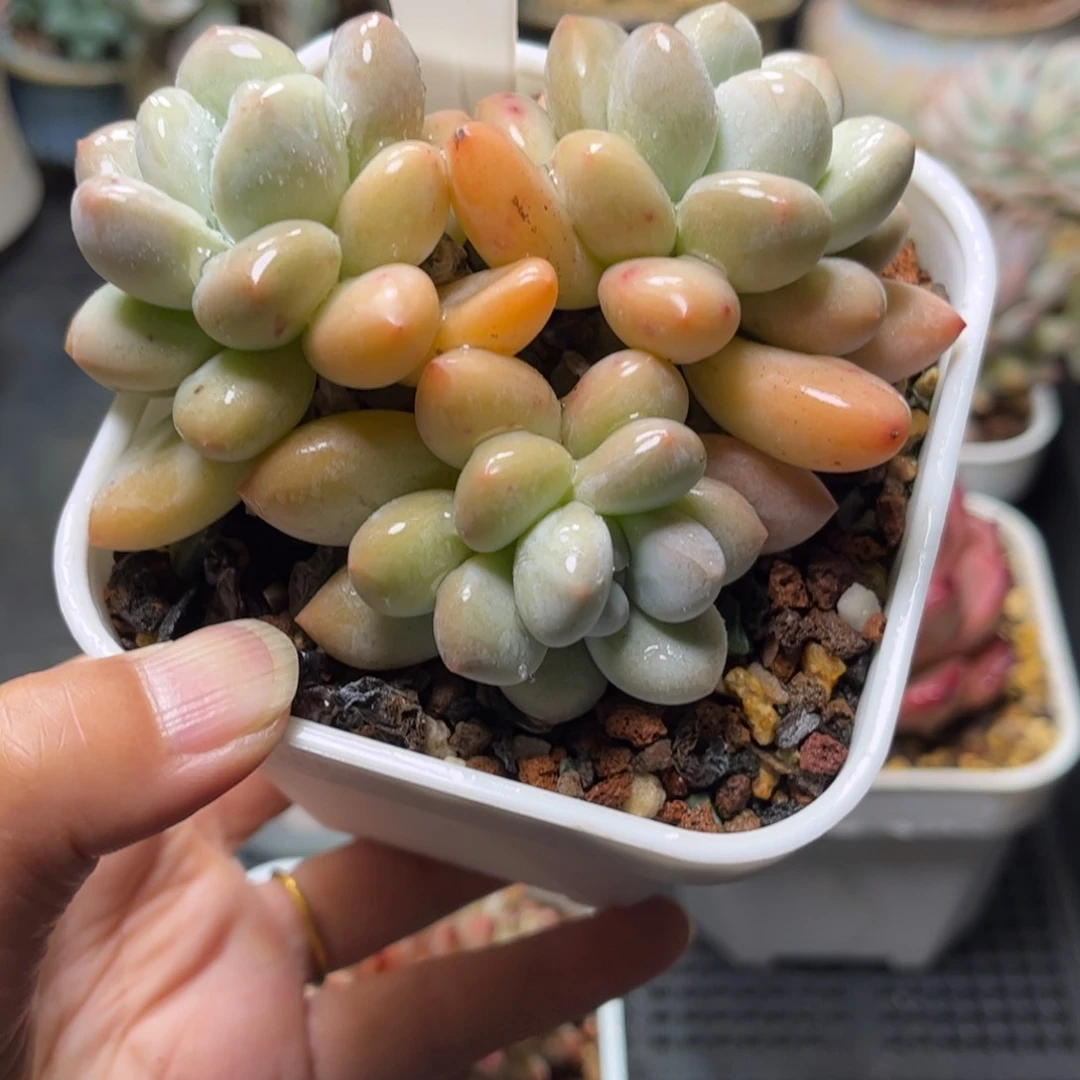 多肉植物1676……………