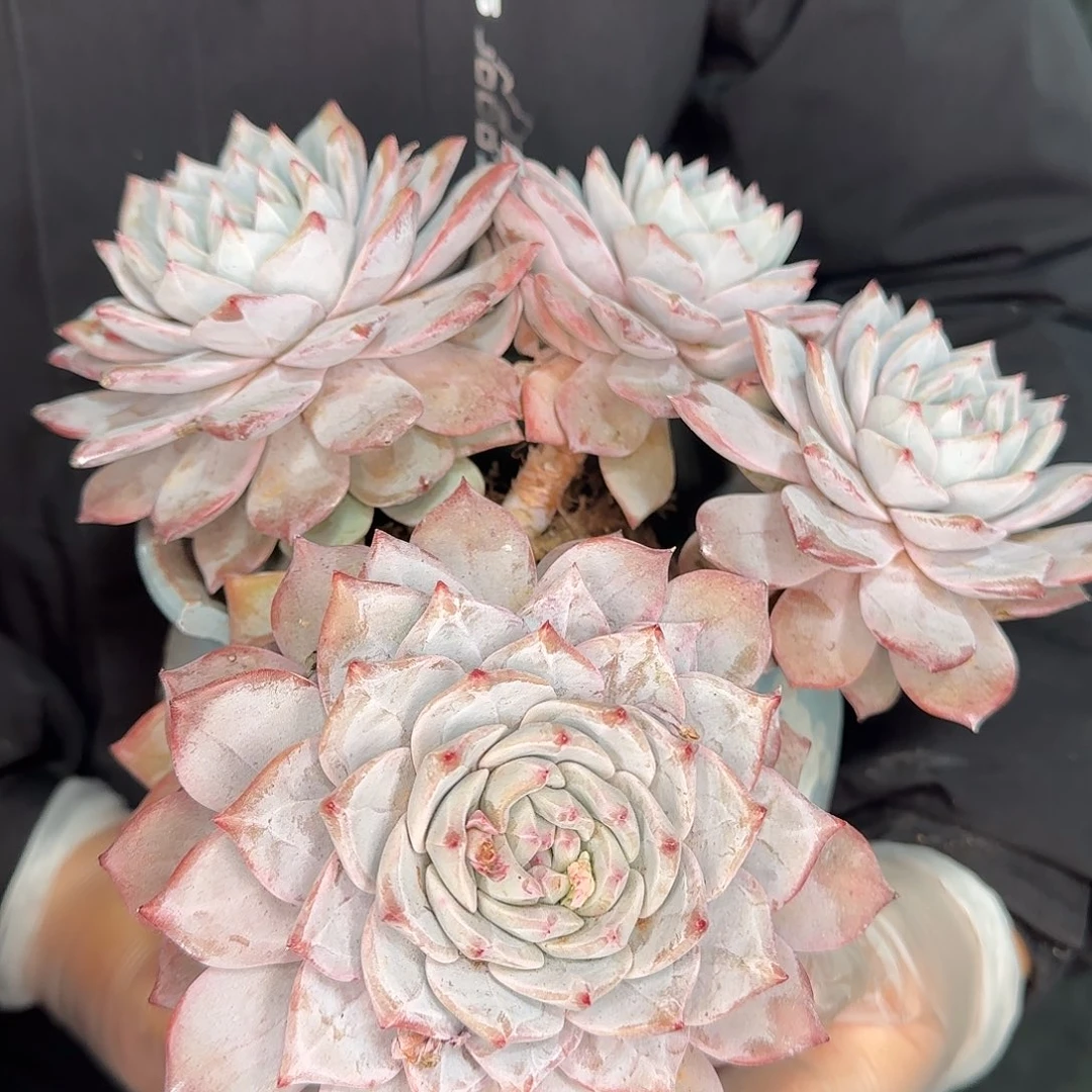 从前慢花园精选0126-粉蓝鸟