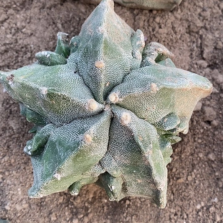 落地有根银纱炸尤核桃