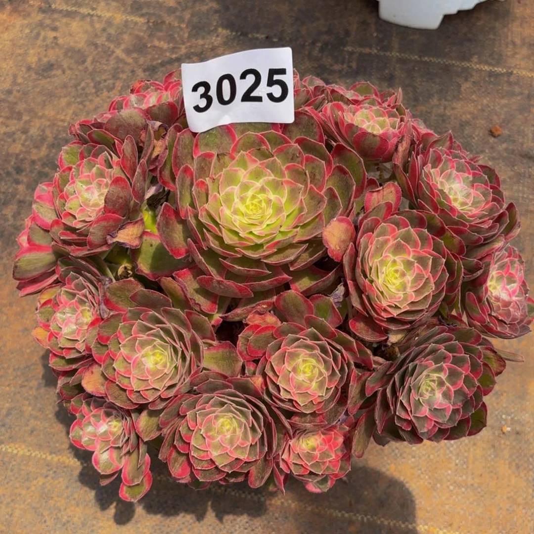 心*3025多肉植物孔雀翎