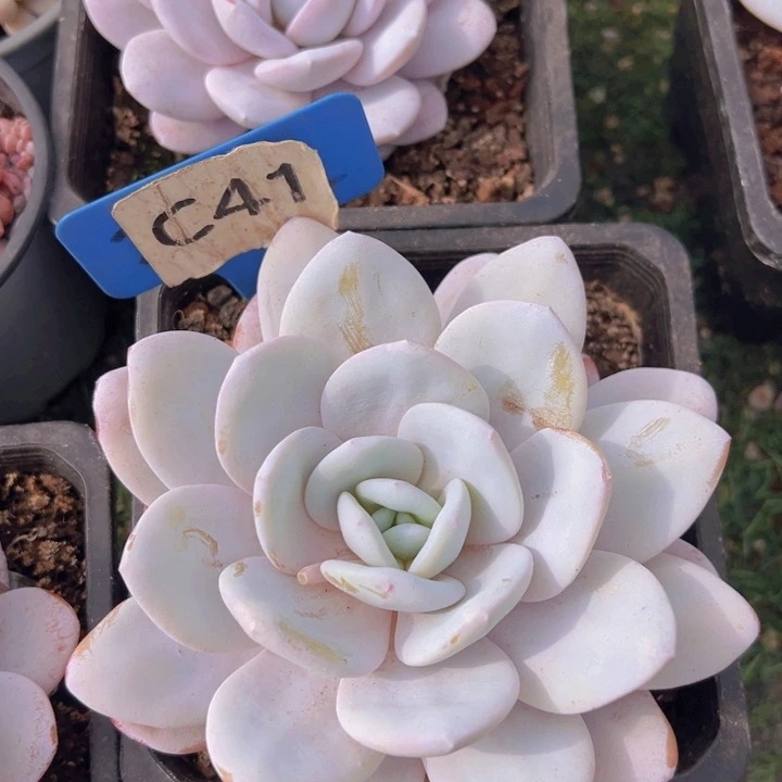 健健康康平平安安