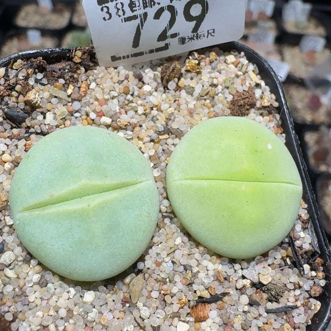 zzzzz精品生石花729