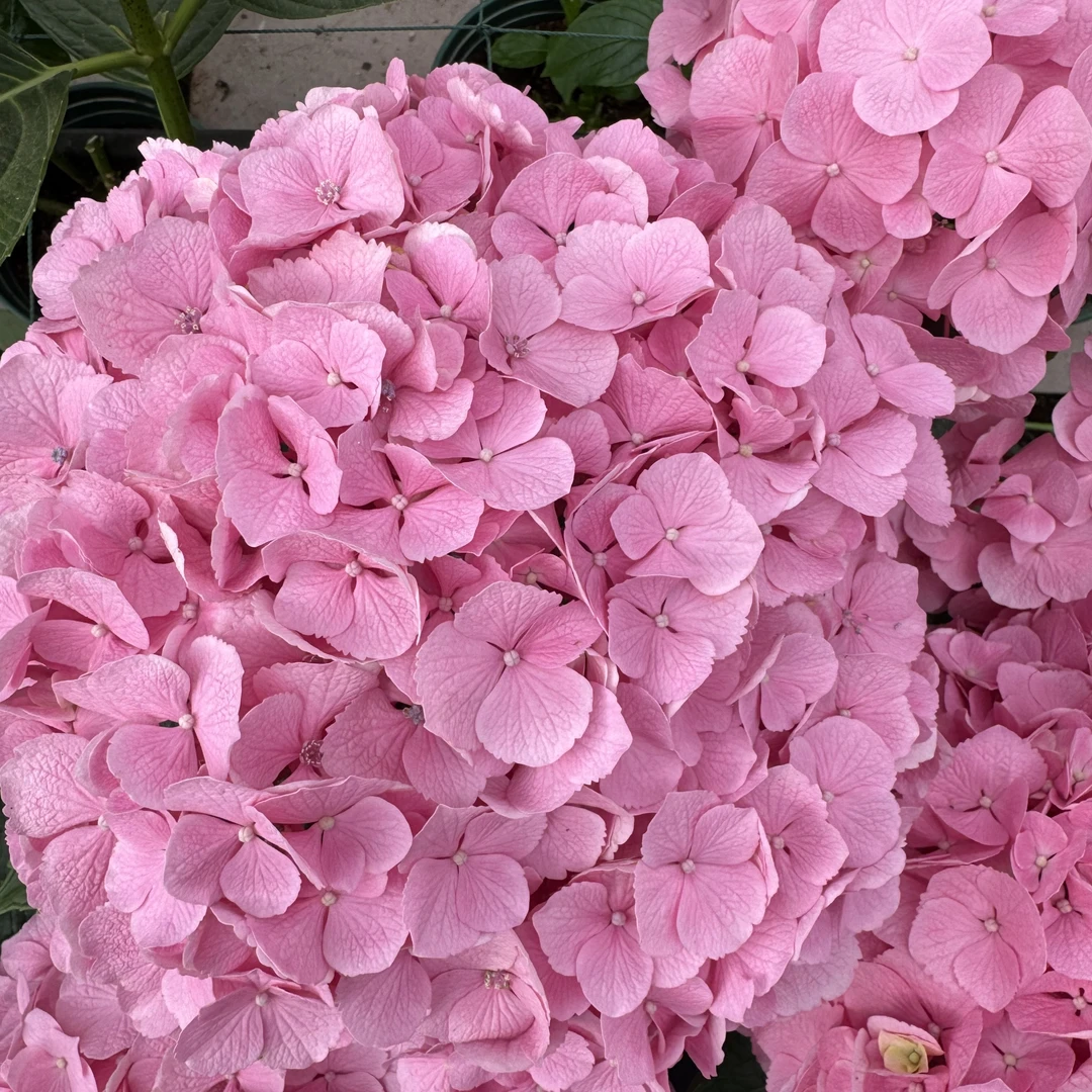 醉春风绣球鲜切花云南龙元缤纷育种基地直发顺丰