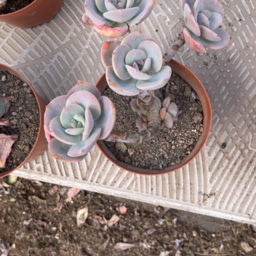 【闪购商品】专**称白冈