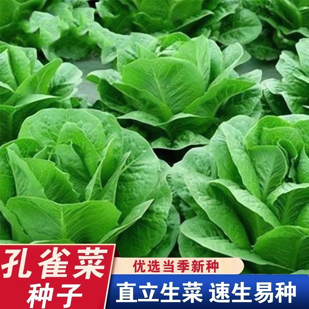 孔雀菜不生虫不打药生吃脆甜高营养直立生菜四季播生菜沙拉菜种子