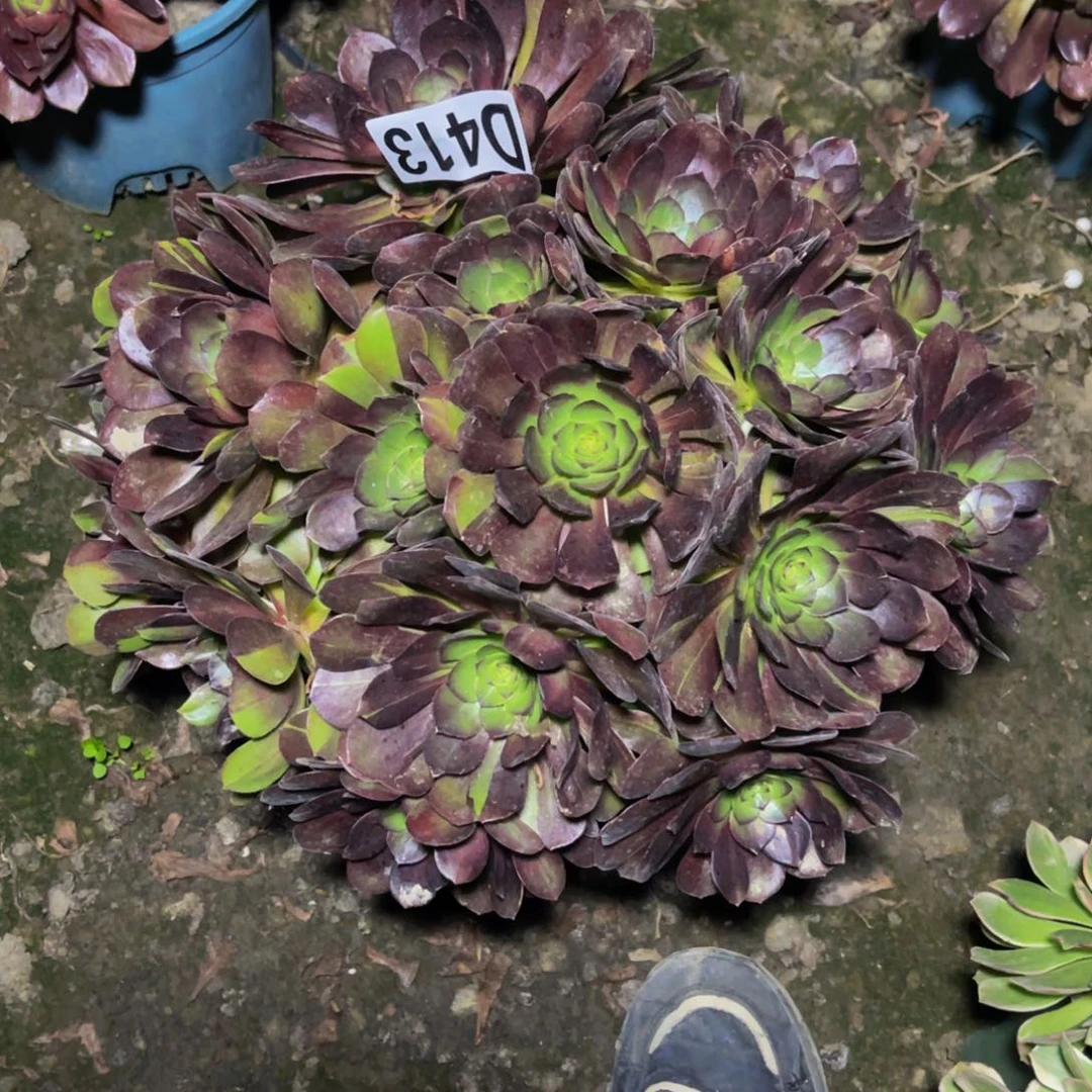 黑寡妇法师16/3包邮