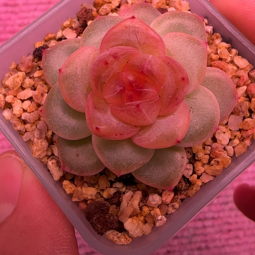 一物一拍大宁甜心大n