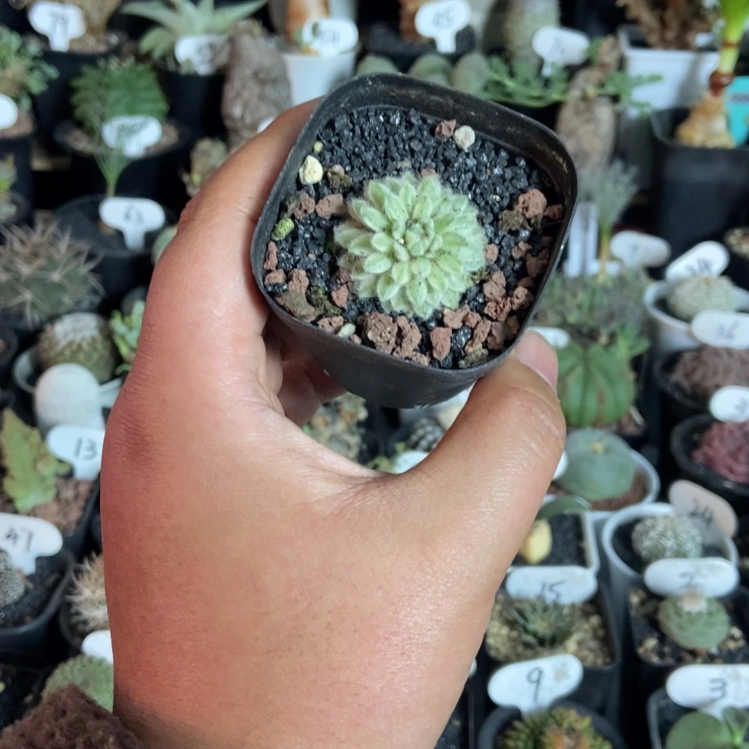 长生草锦一物一拍