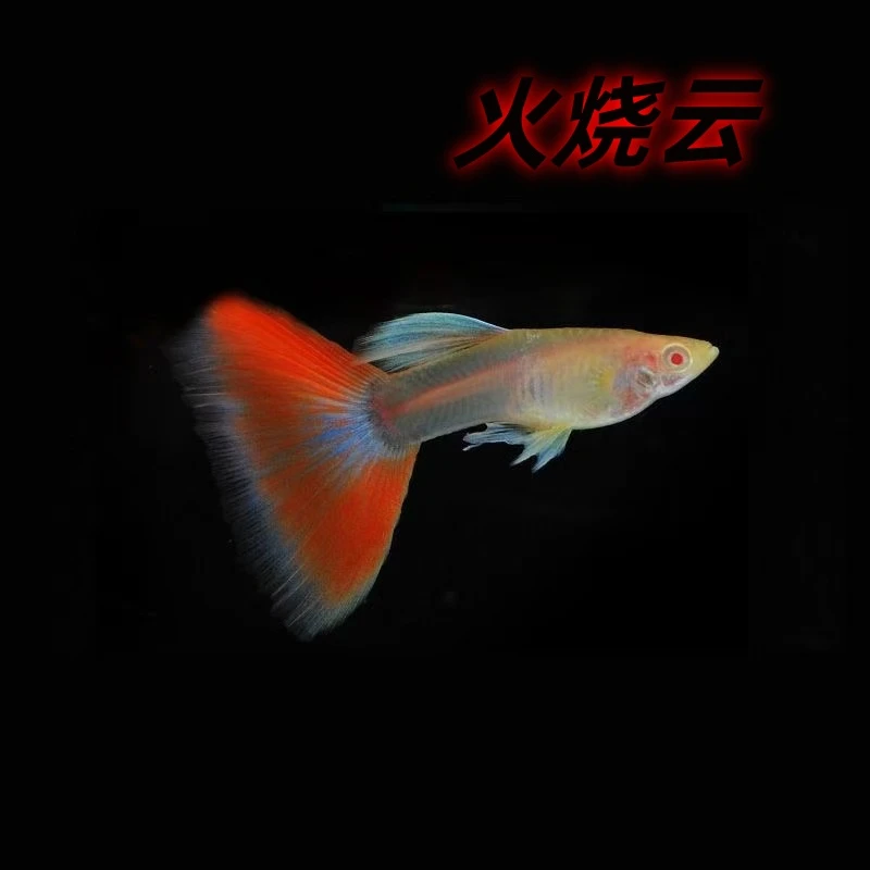 精品纯种孔雀鱼成鱼大尾可繁殖颜值 2-4cm新手淡水热带观赏鱼好养