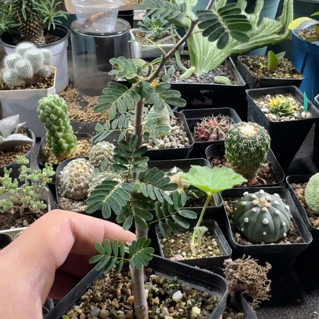 652沙漠苏木带盆发货