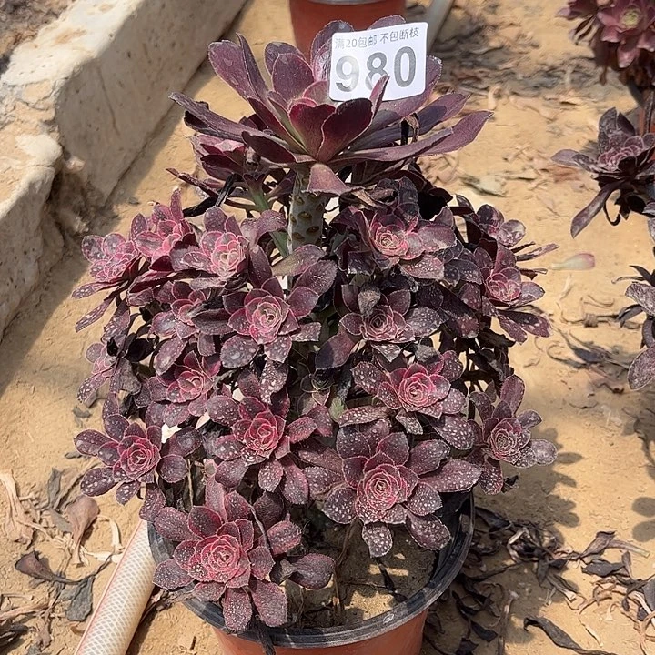 香奈儿980不包断枝