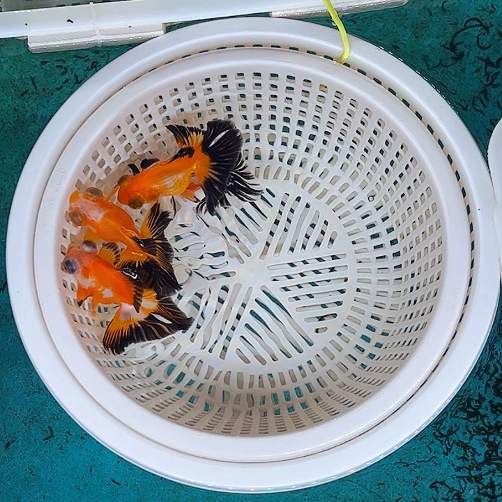 金鱼三色蝶尾。