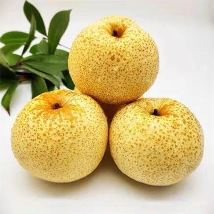 【甜润多汁】砀山酥梨约1.5kg