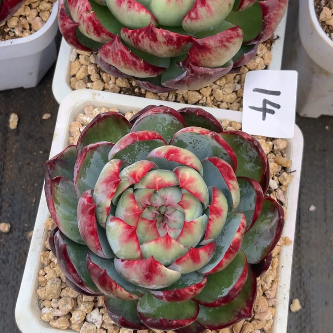 大***）10.20-14惊鸿两个11111111111