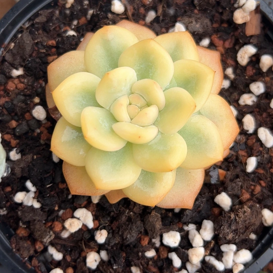 星影锦宽锦 小方花圃一单包邮非偏远