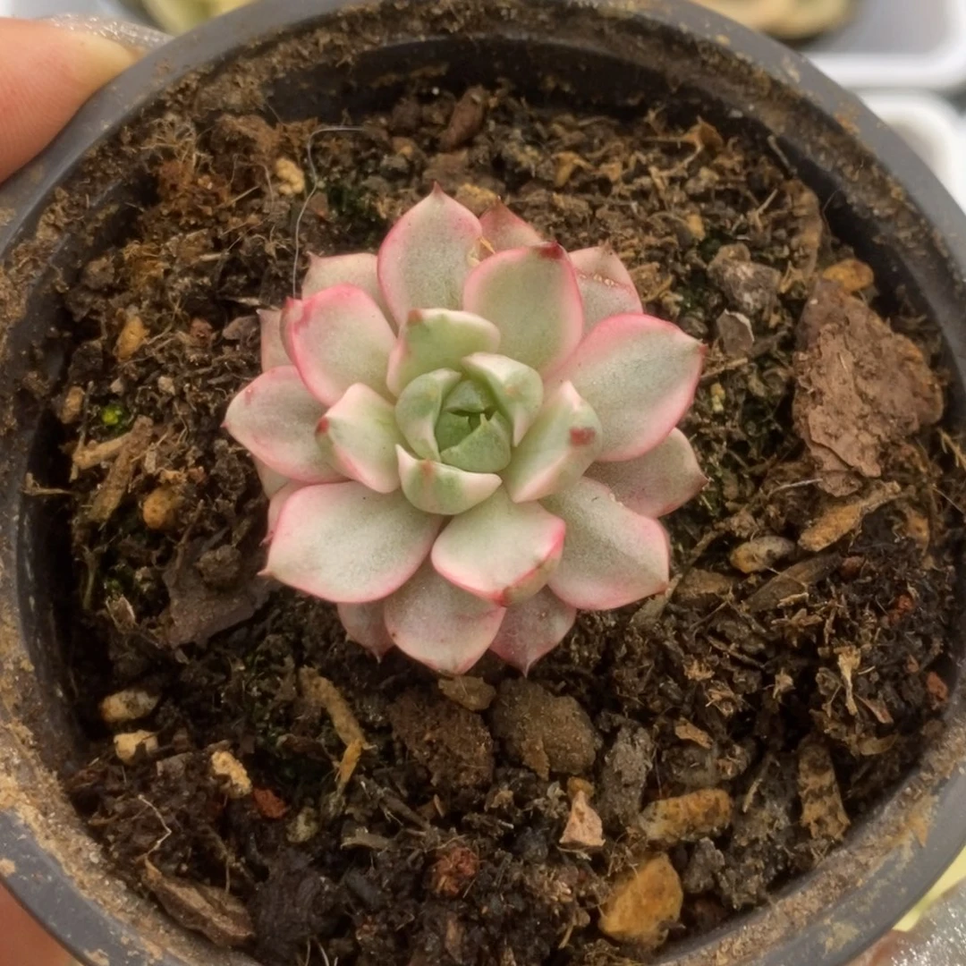 112血燕锦锦锦锦锦锦