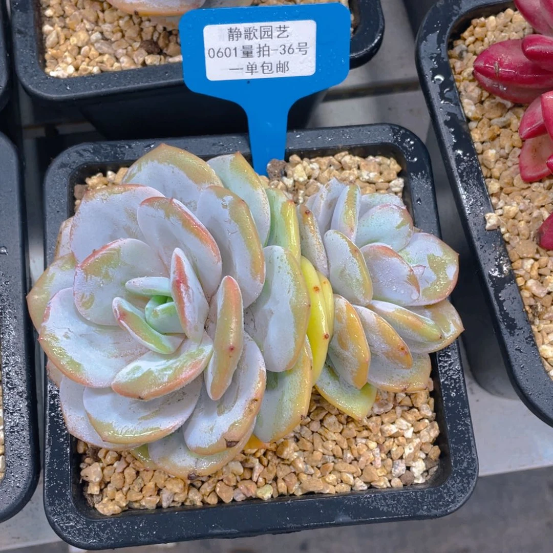 0601-36-韩版奶茶大双头一刻