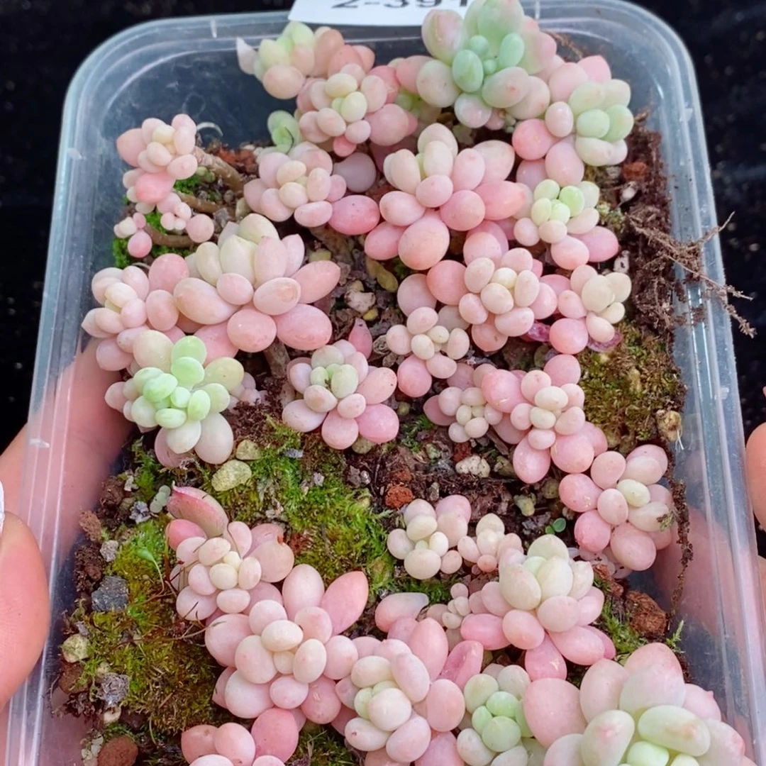 2-391 新疆西藏内蒙不发其他一单包邮两到三公分多肉