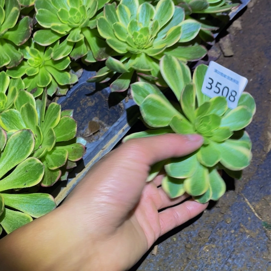 3508黄金万两多肉植物