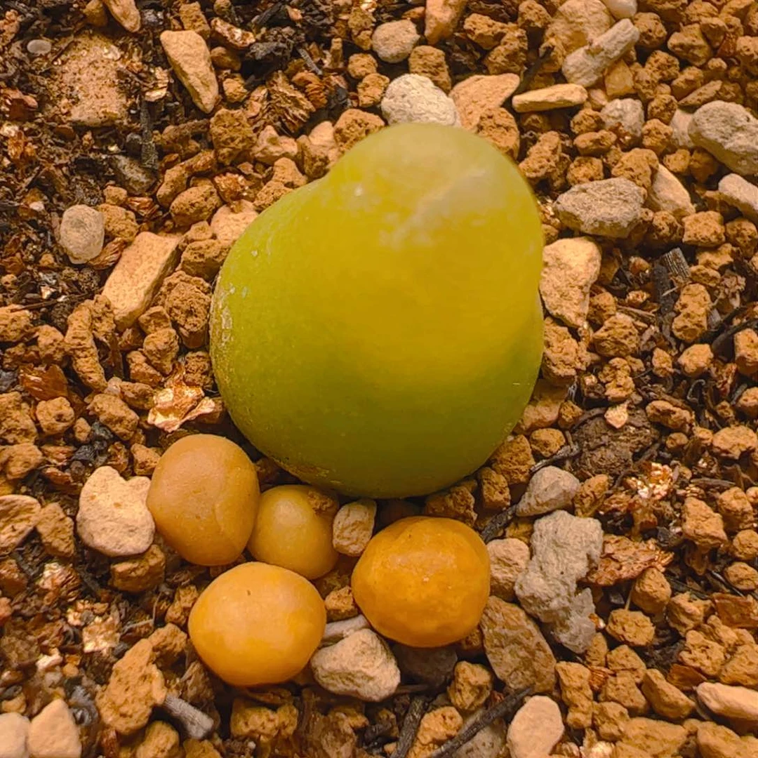 1.2厘米大葫芦多肉植物百科