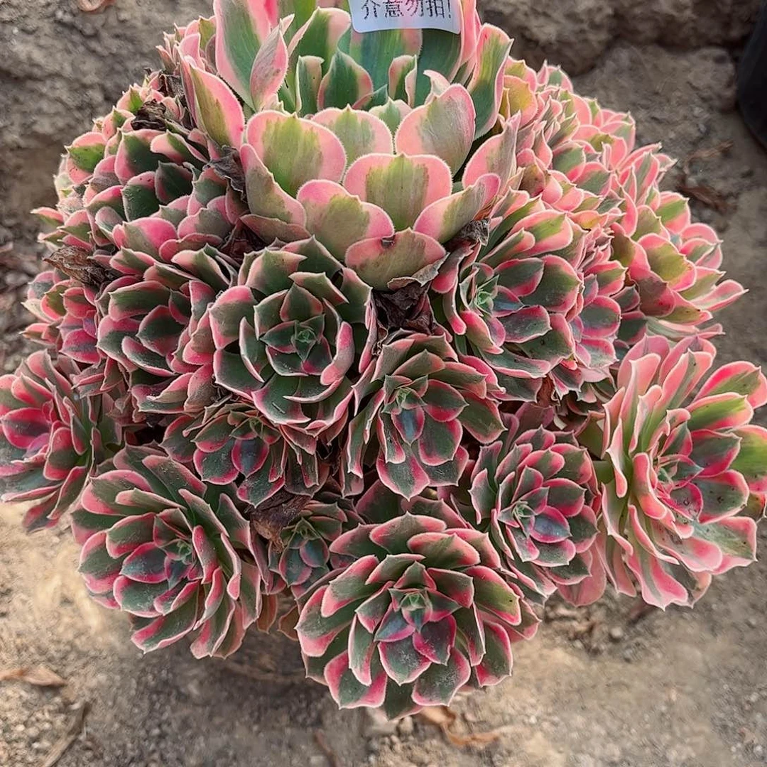 无花朵多肉植物647