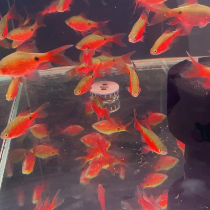 红剑鱼大帆玫瑰种公3