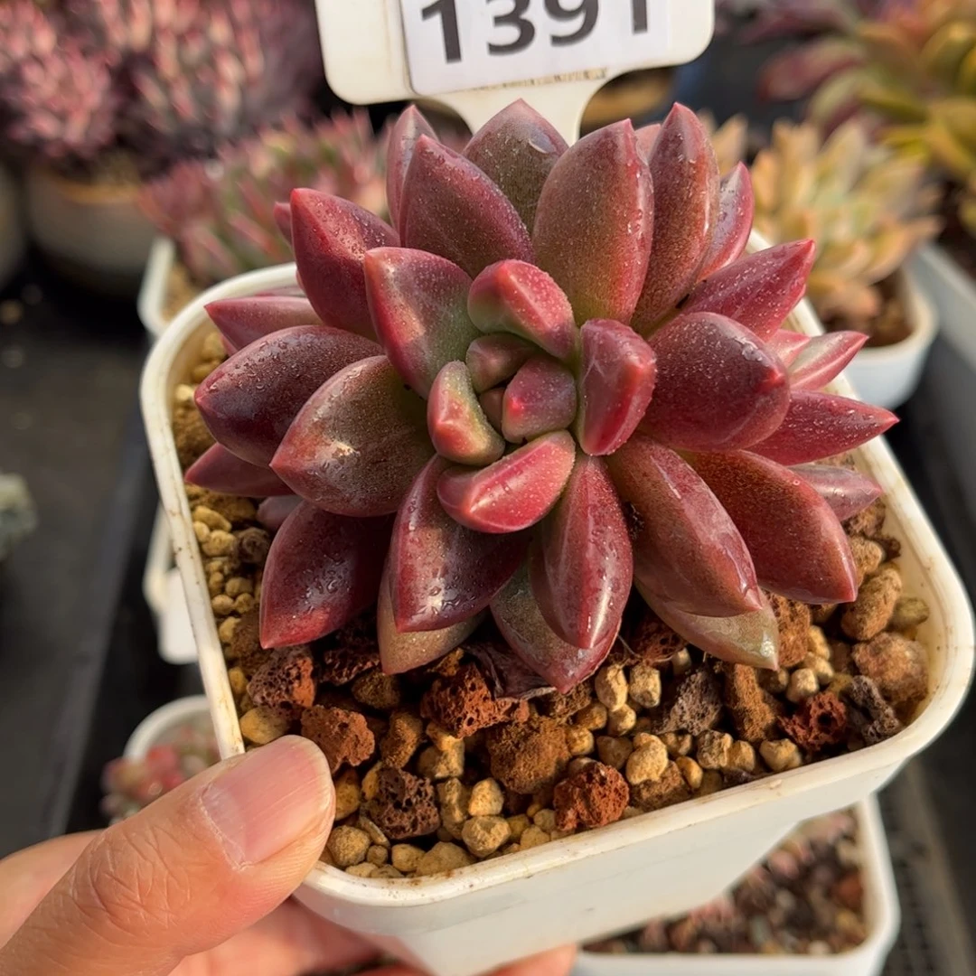 1391 天冷必拍保温箱
