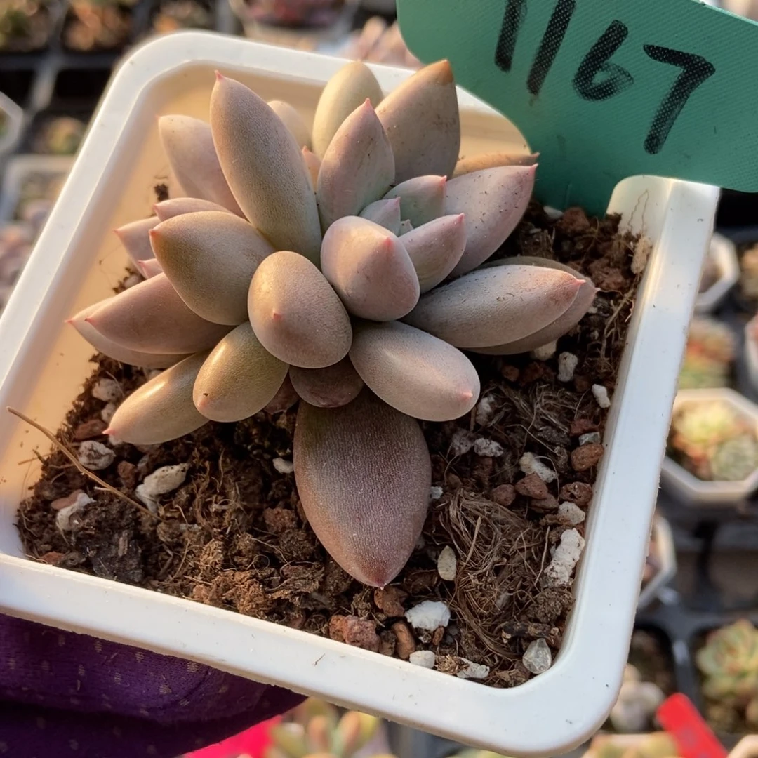 1167哥特多肉植物