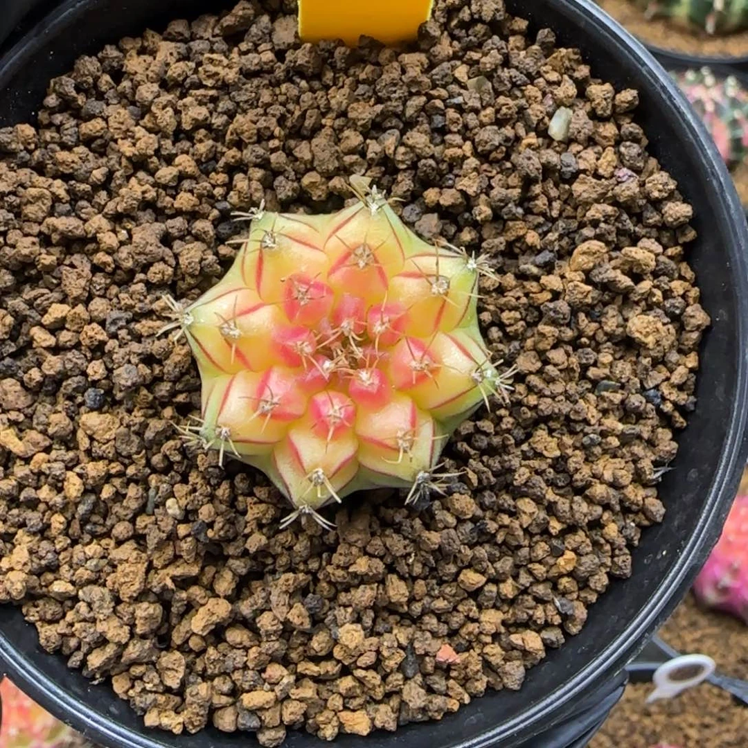 283号泰系名品侧芽So. Sweet