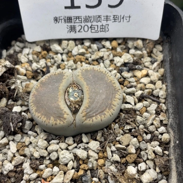 佳人园艺上福利啦和田玉139