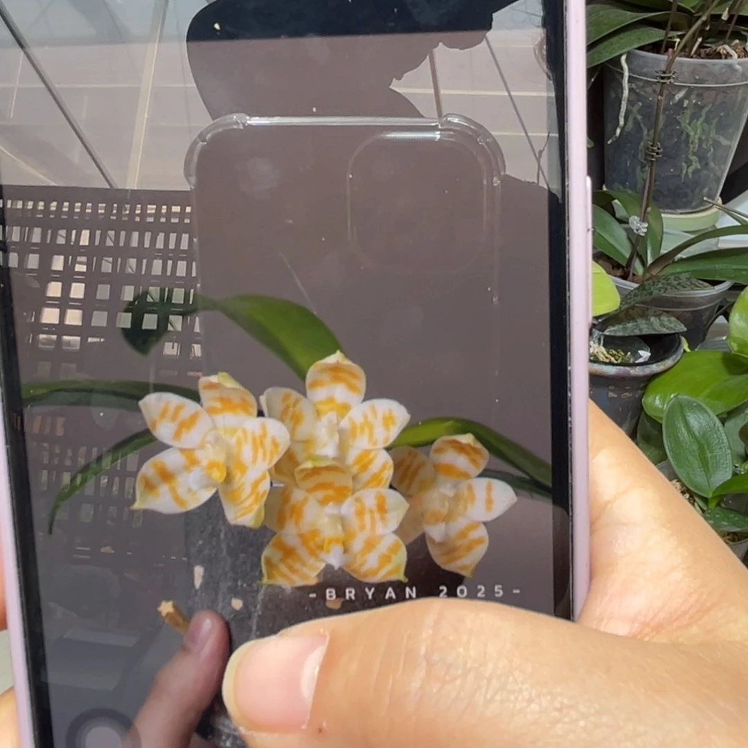 大部分开放少量花苞黄金斑马