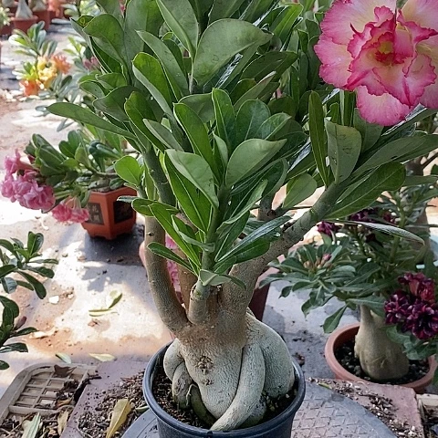 【闪购商品】无花朵华*