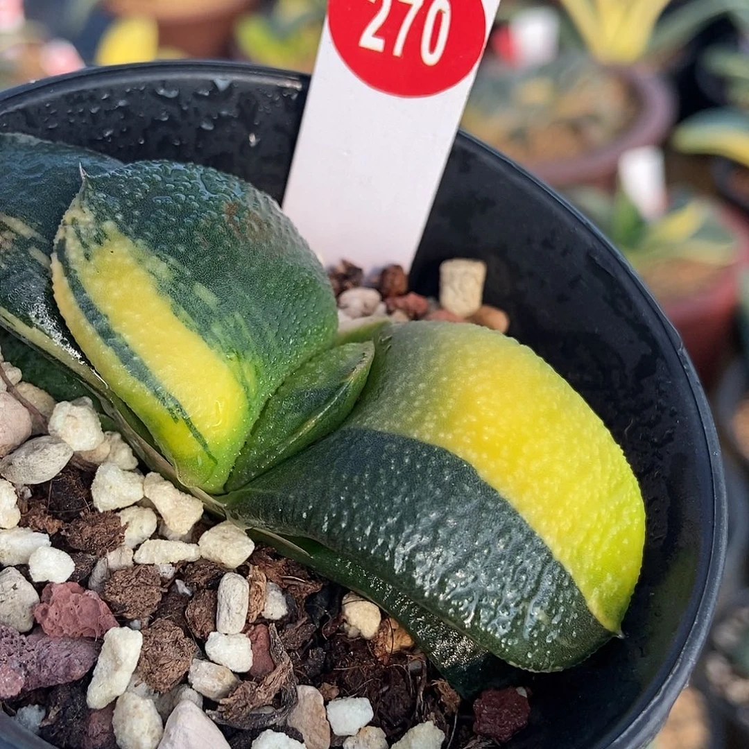 270卧牛实生锦带盆发货
