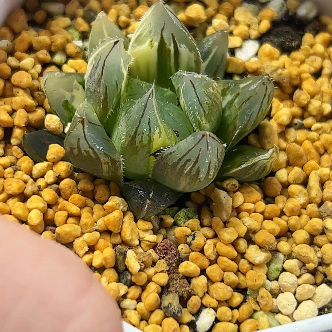 北极之光杂花水晶