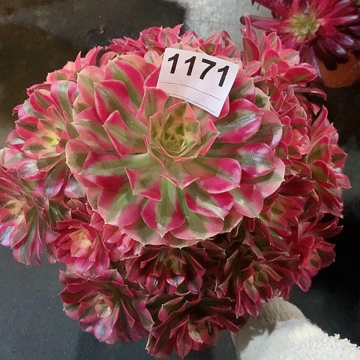 红陶1171女巫4多肉