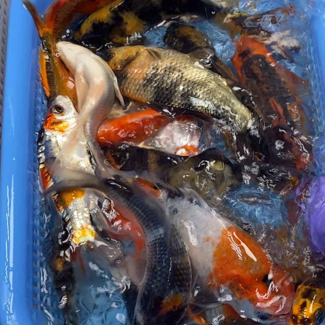 锦鲤冷水锦鲤包邮