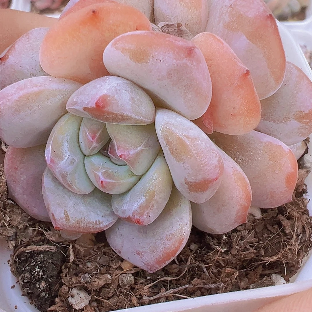 橙梦露群19包邮多肉
