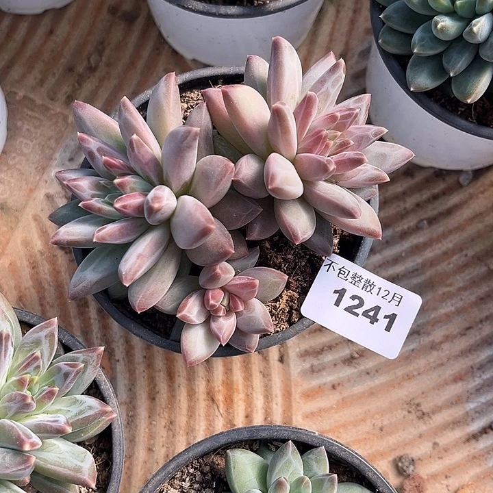 阿雅园艺。      1241