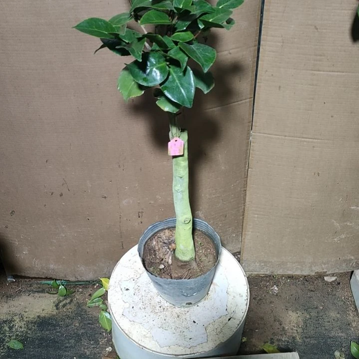 828依恋贝蒂，原盆原土发货，不包邮