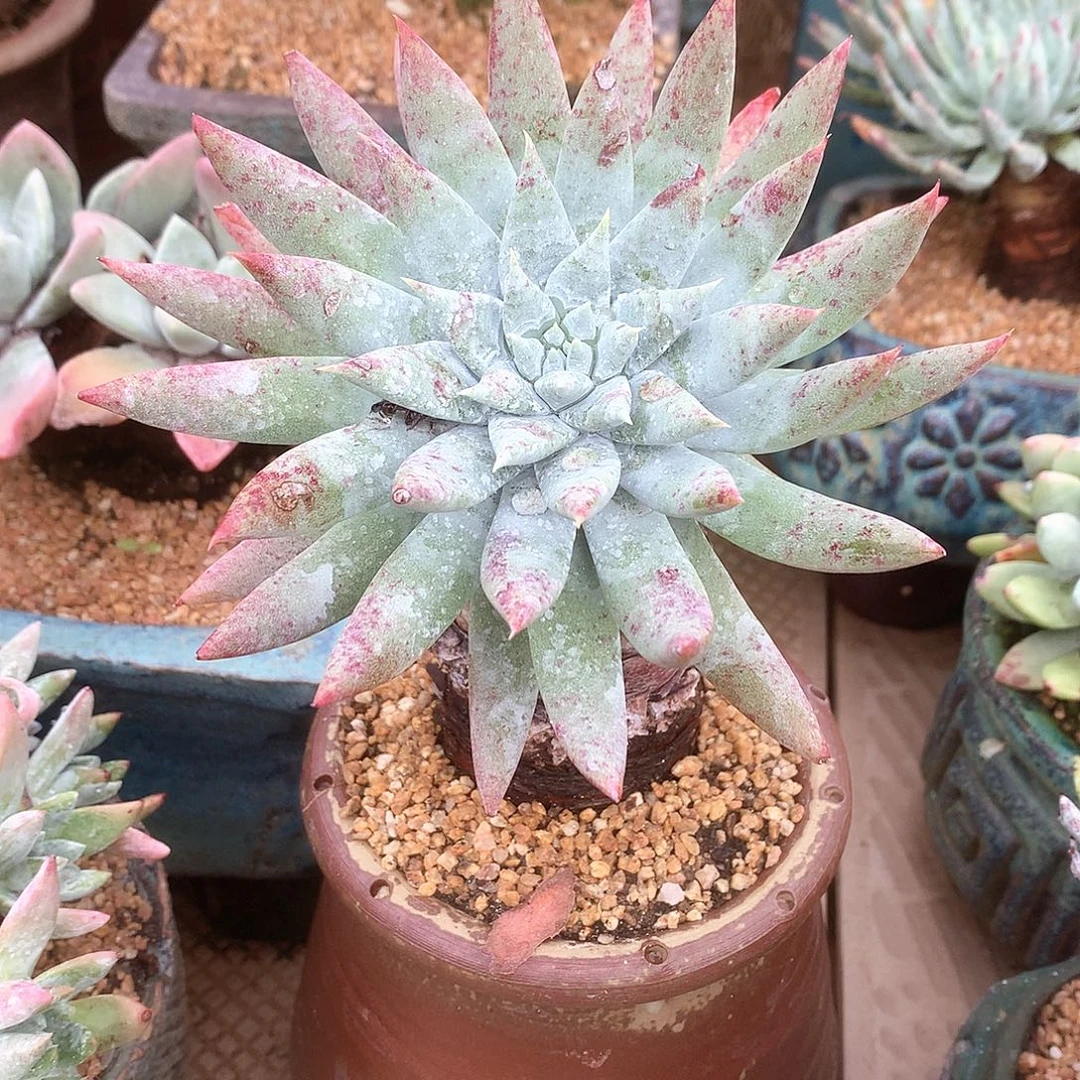 2101雪奴仙女杯多肉