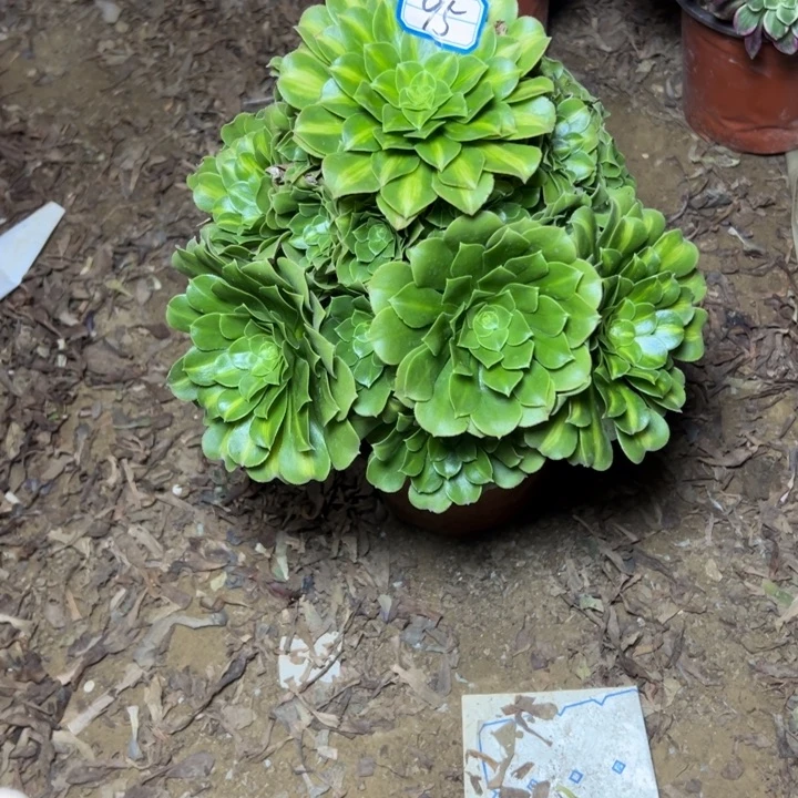 多肉植物翡翠法师95