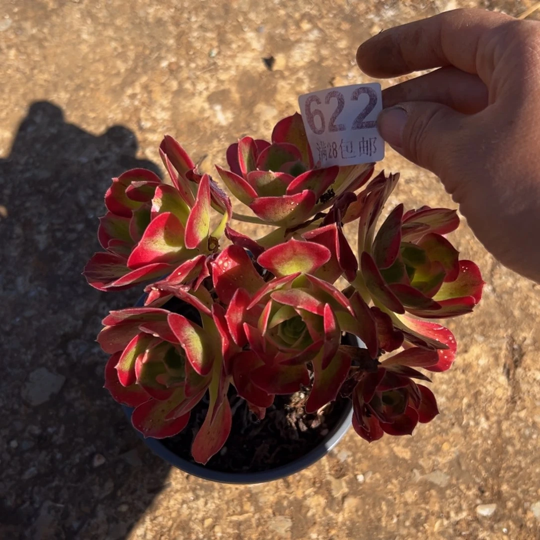多肉植物622无售后