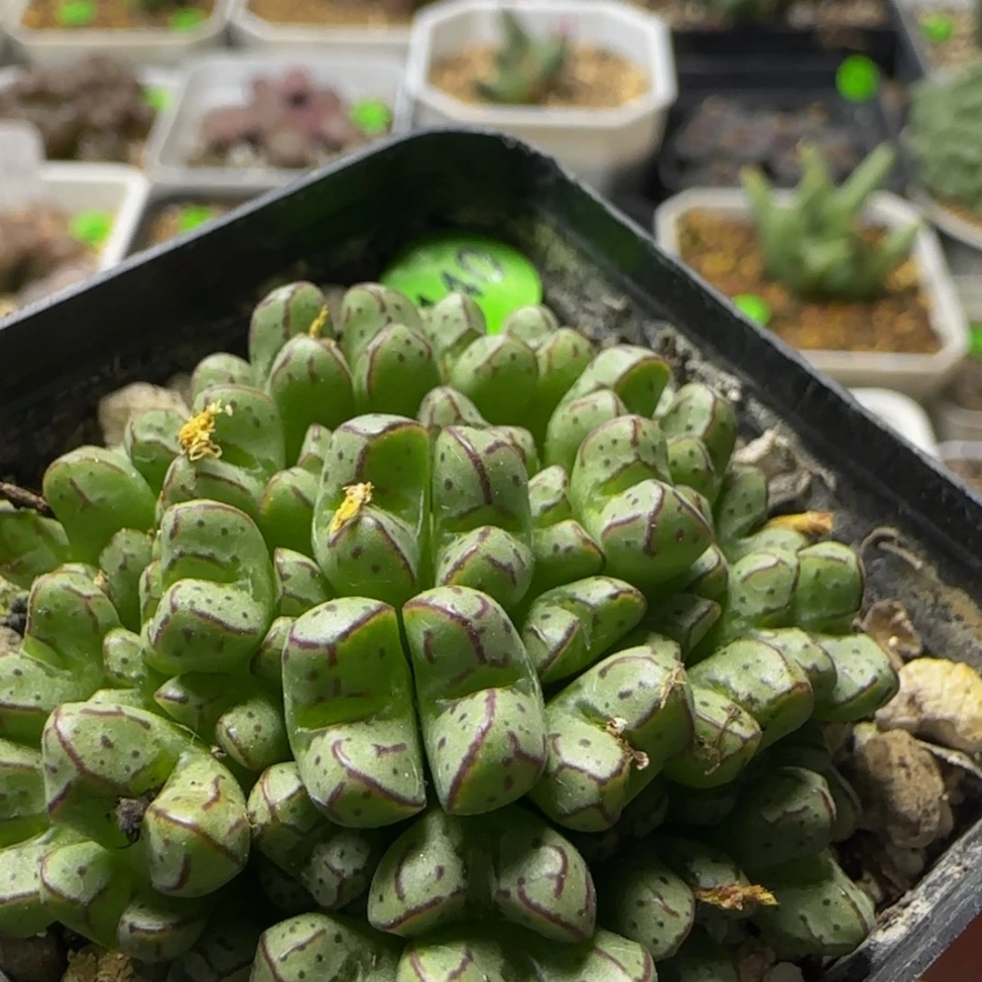 漂漂亮亮多肉植物140