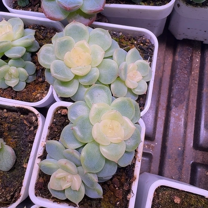 荔枝甜心双头福利一颗不包邮