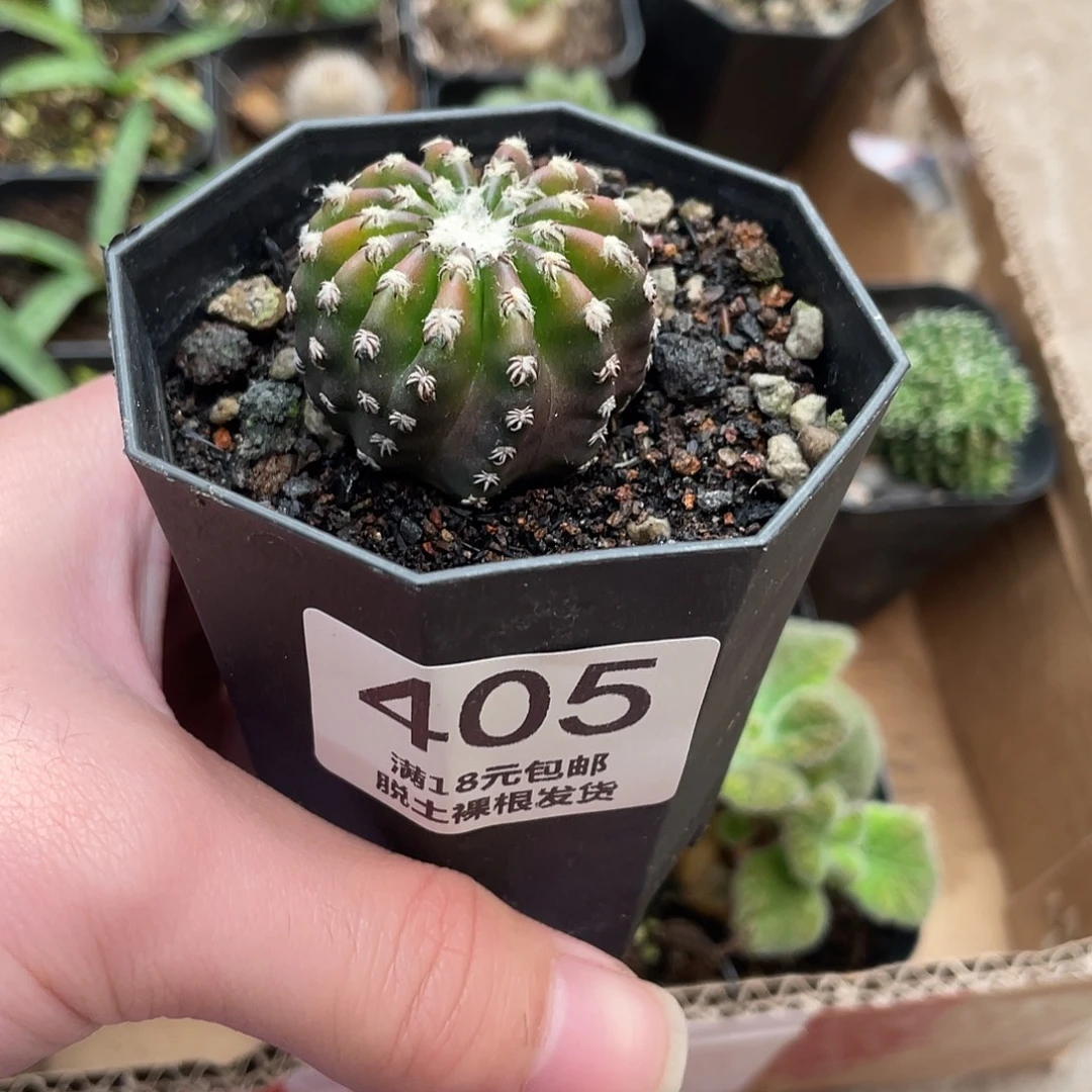 405奇特球（满18包邮）