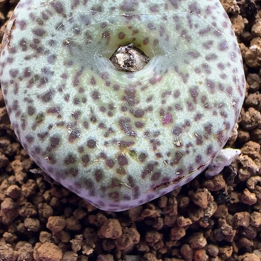 d**o脱土28包邮25016