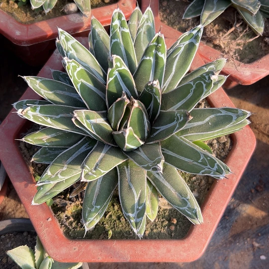 多肉植物屉之雪单头