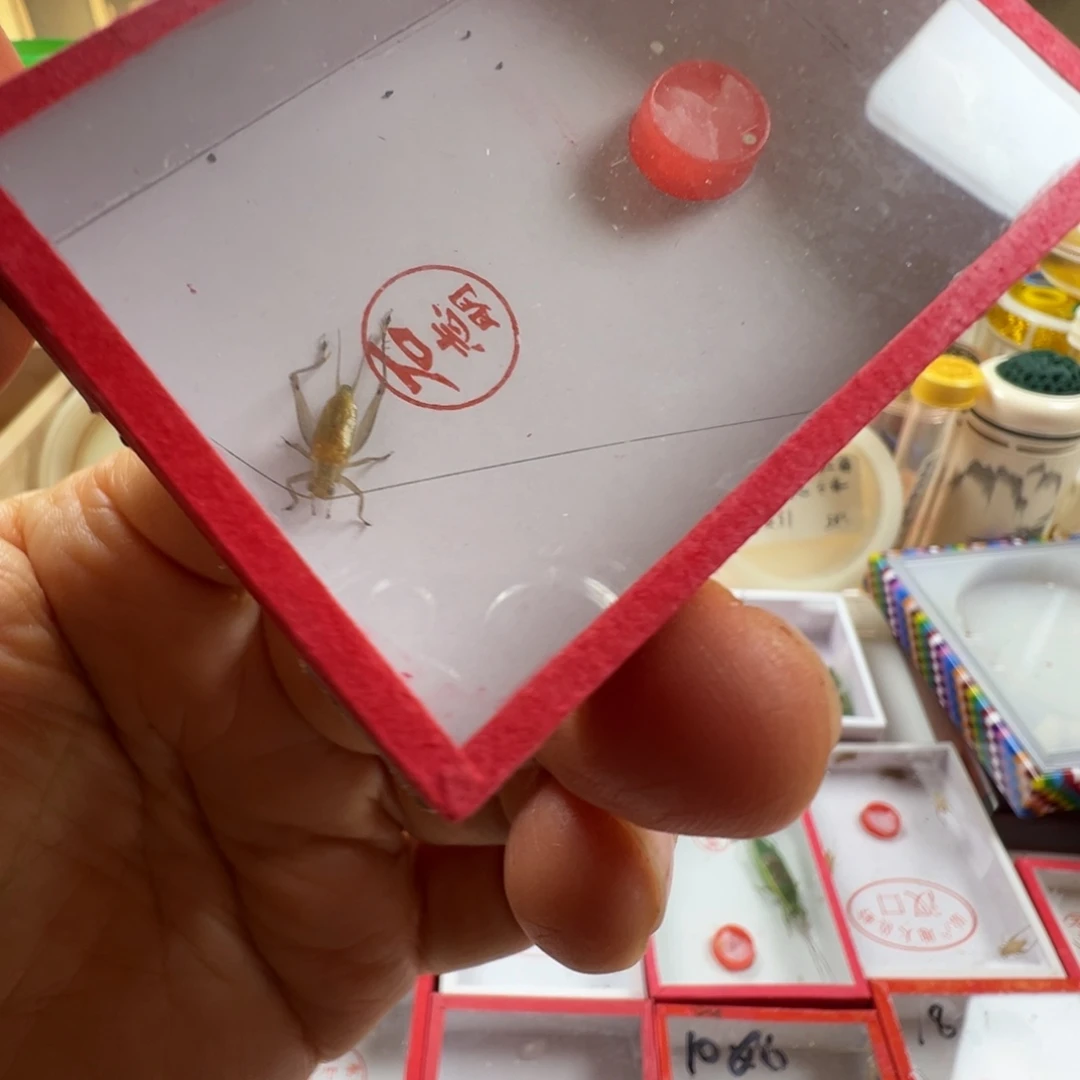 蟋蟀一只石老师的冬黄蛉